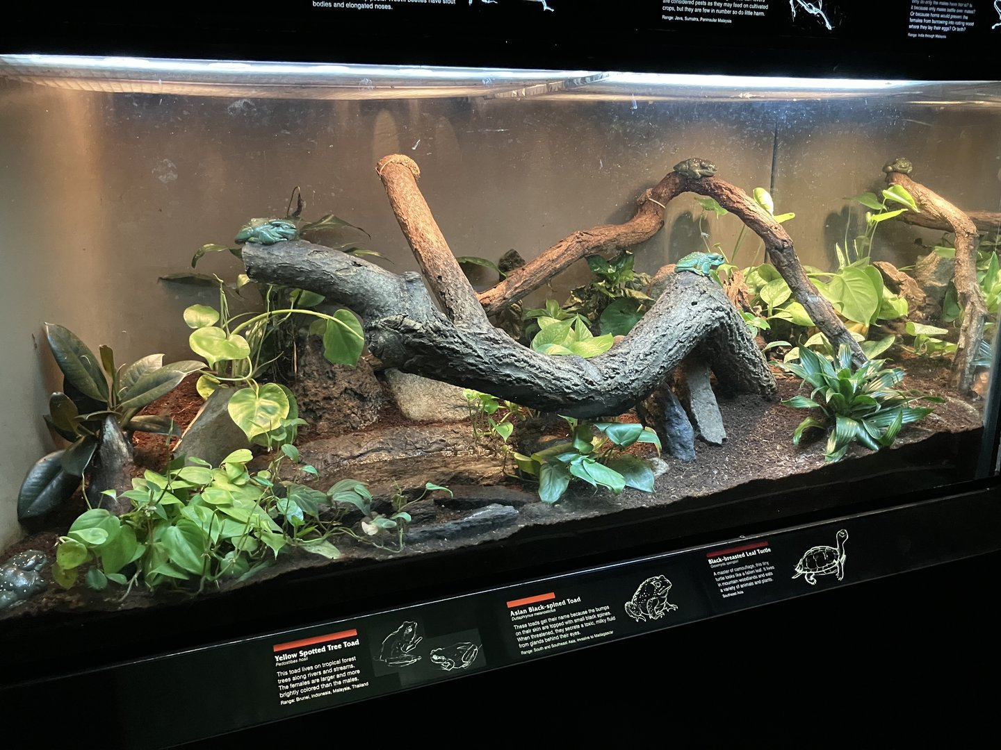 Jungleworld - Yellow Spotted Tree Toad/Asian Black-Spined Toad/Black-Breasted Leaf Turtle Exhibit