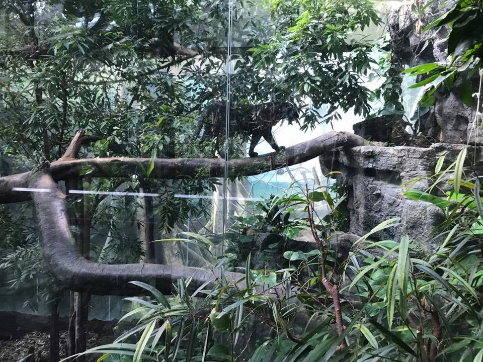 JungleWorld