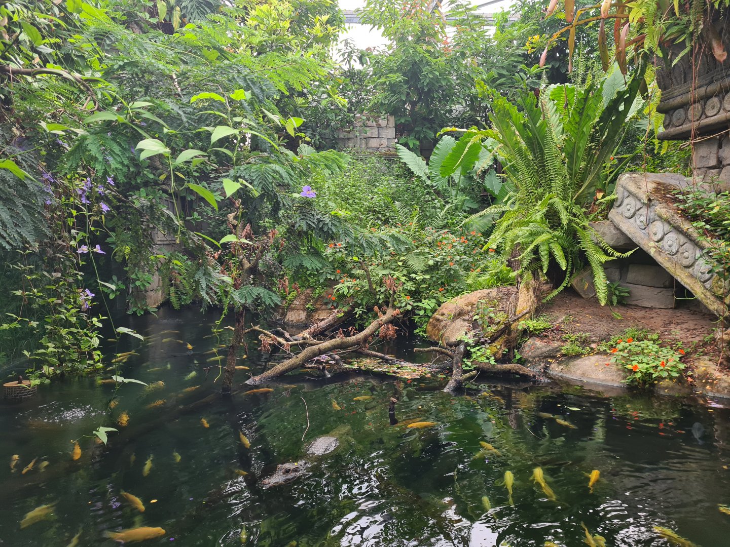 Jungola - African dwarf crocodile enclosure in Butterfly temple