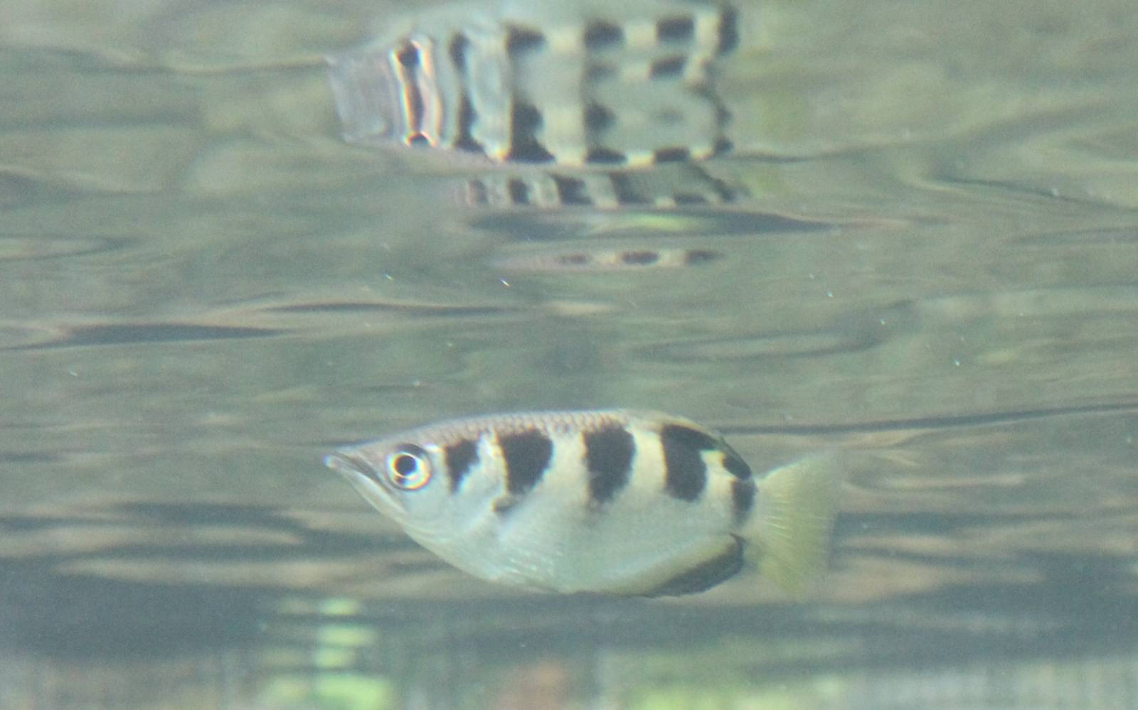 Jungola - Archerfish