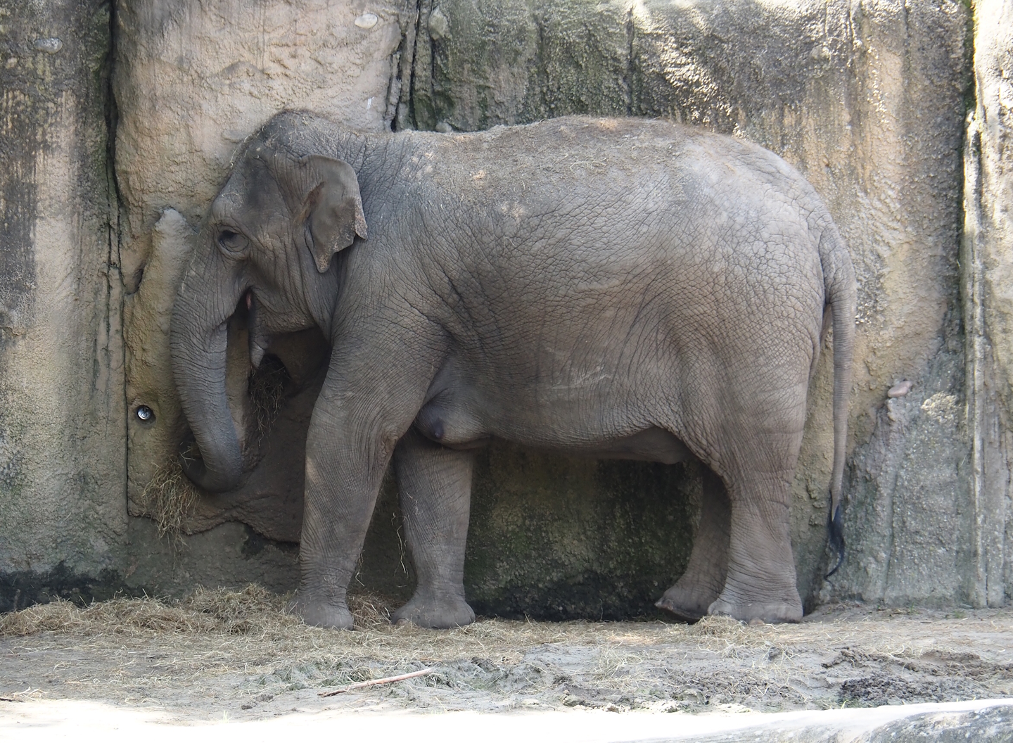Jungola - Asan elephant (Elephas maximus), 2024-06-23