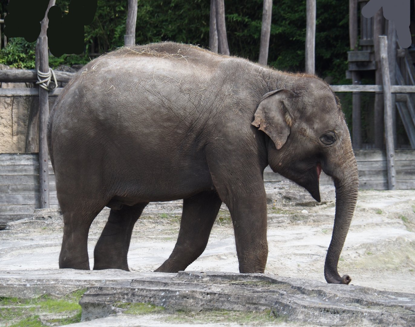 Jungola - Asian elephant (Elephas maximus), 2024-06-23