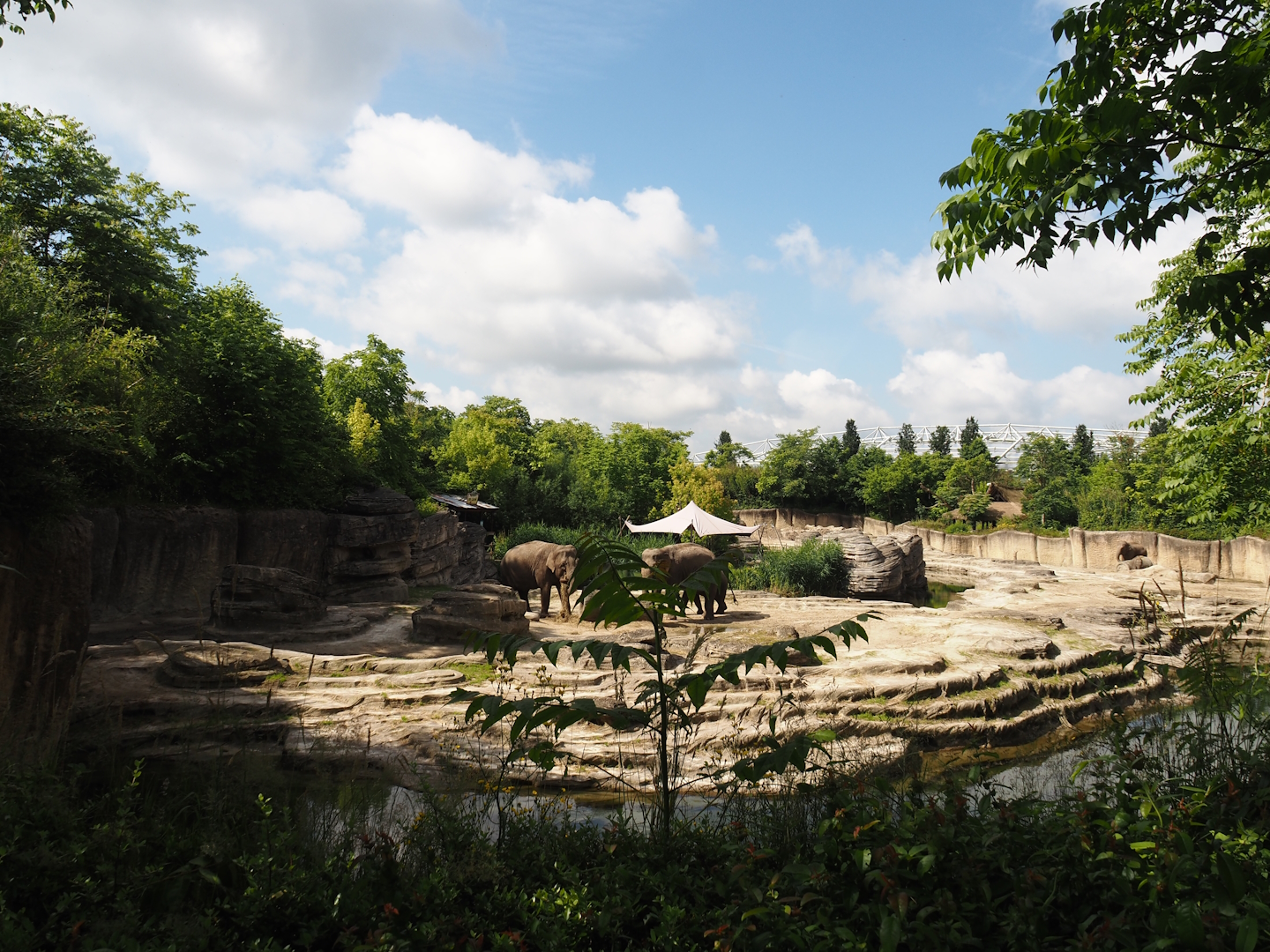 Jungola - Asian elephant exhibit, 2024-06-23