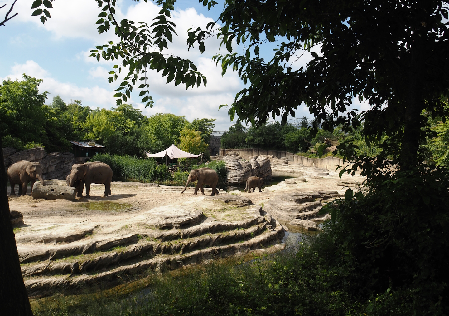 Jungola - Asian elephant exhibit, 2024-06-23