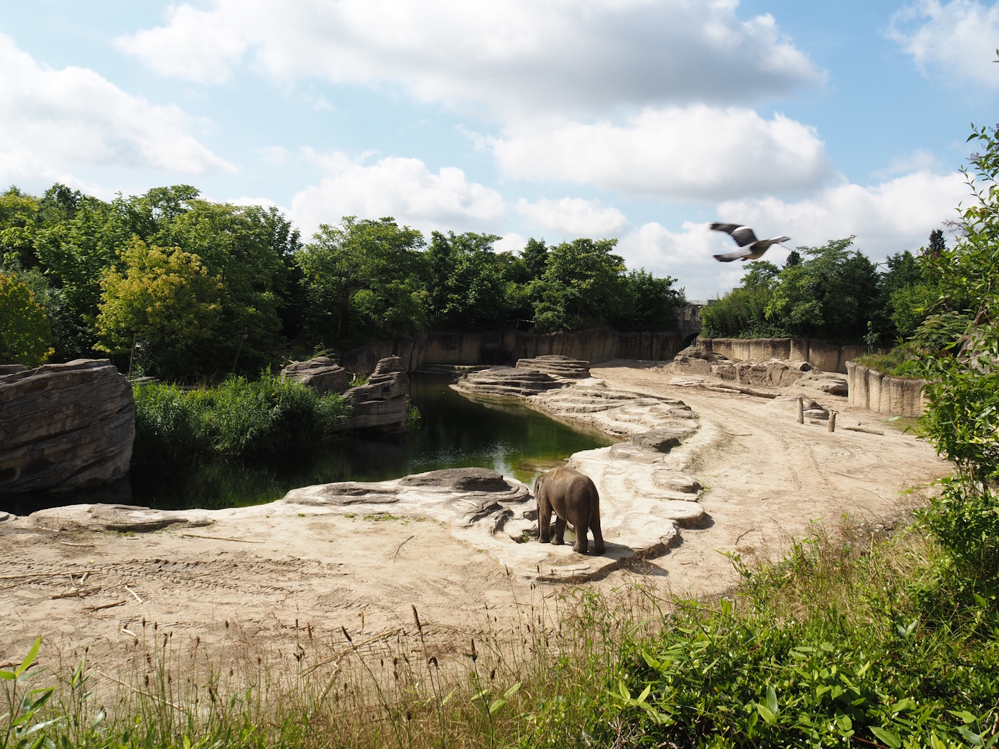 Jungola - Asian elephant exhibit, 2024-06-23
