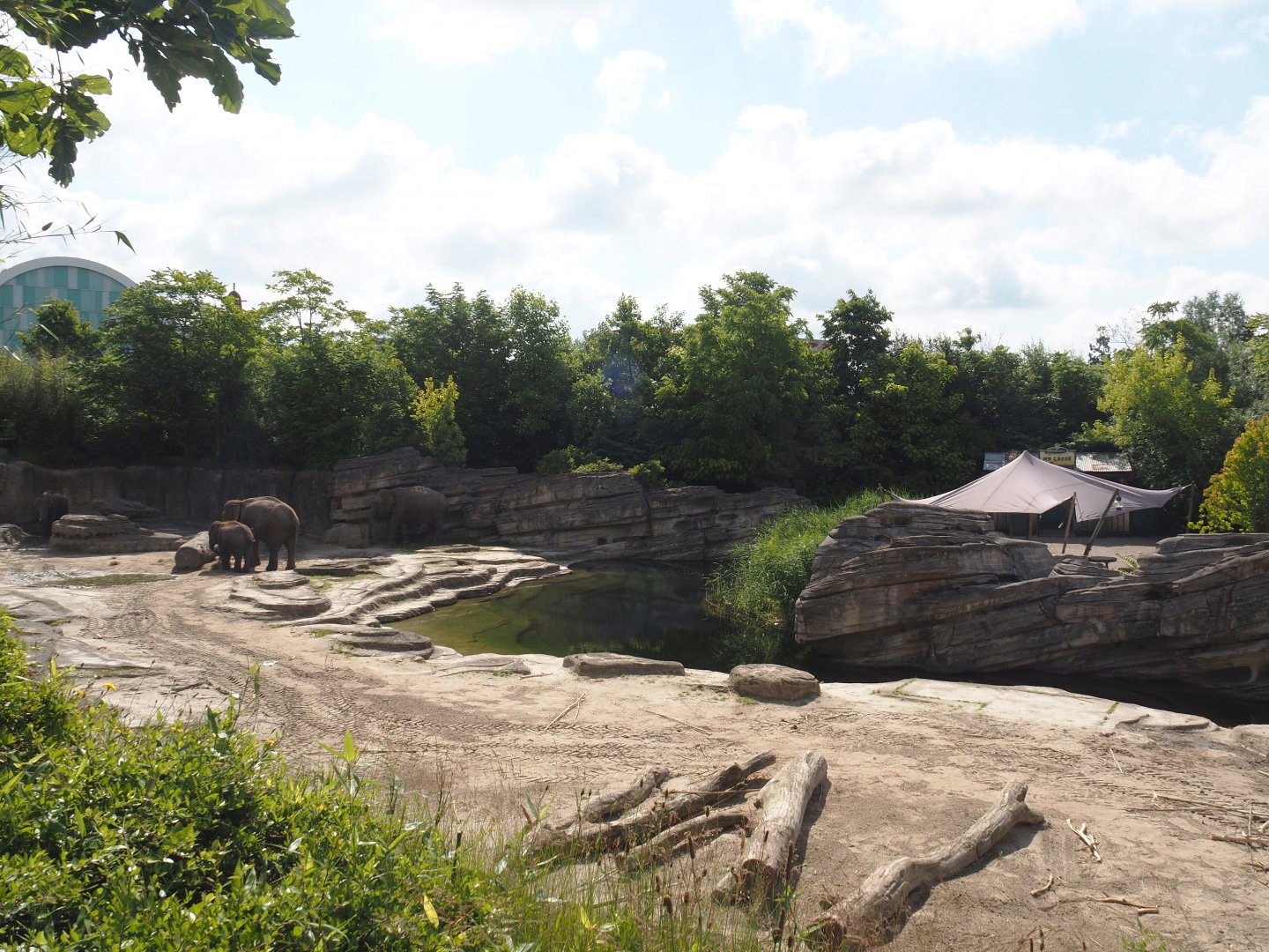 Jungola - Asian elephant exhibit, 2024-06-23