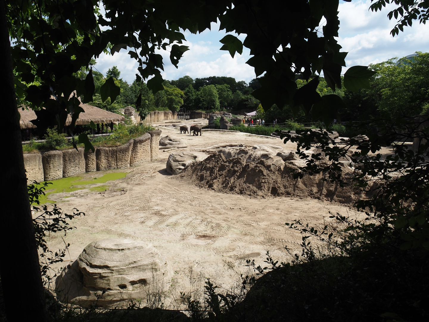 Jungola - Asian elephant exhibit, 2024-06-23