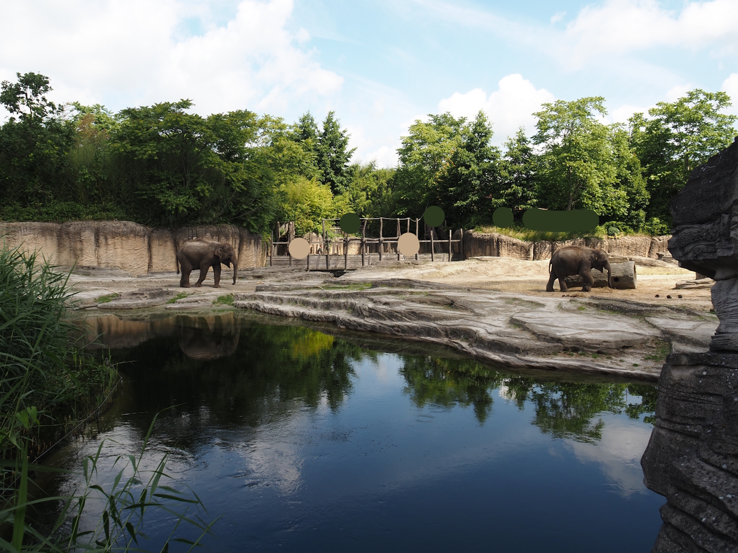 Jungola - Asian elephant exhibit, 2024-06-23