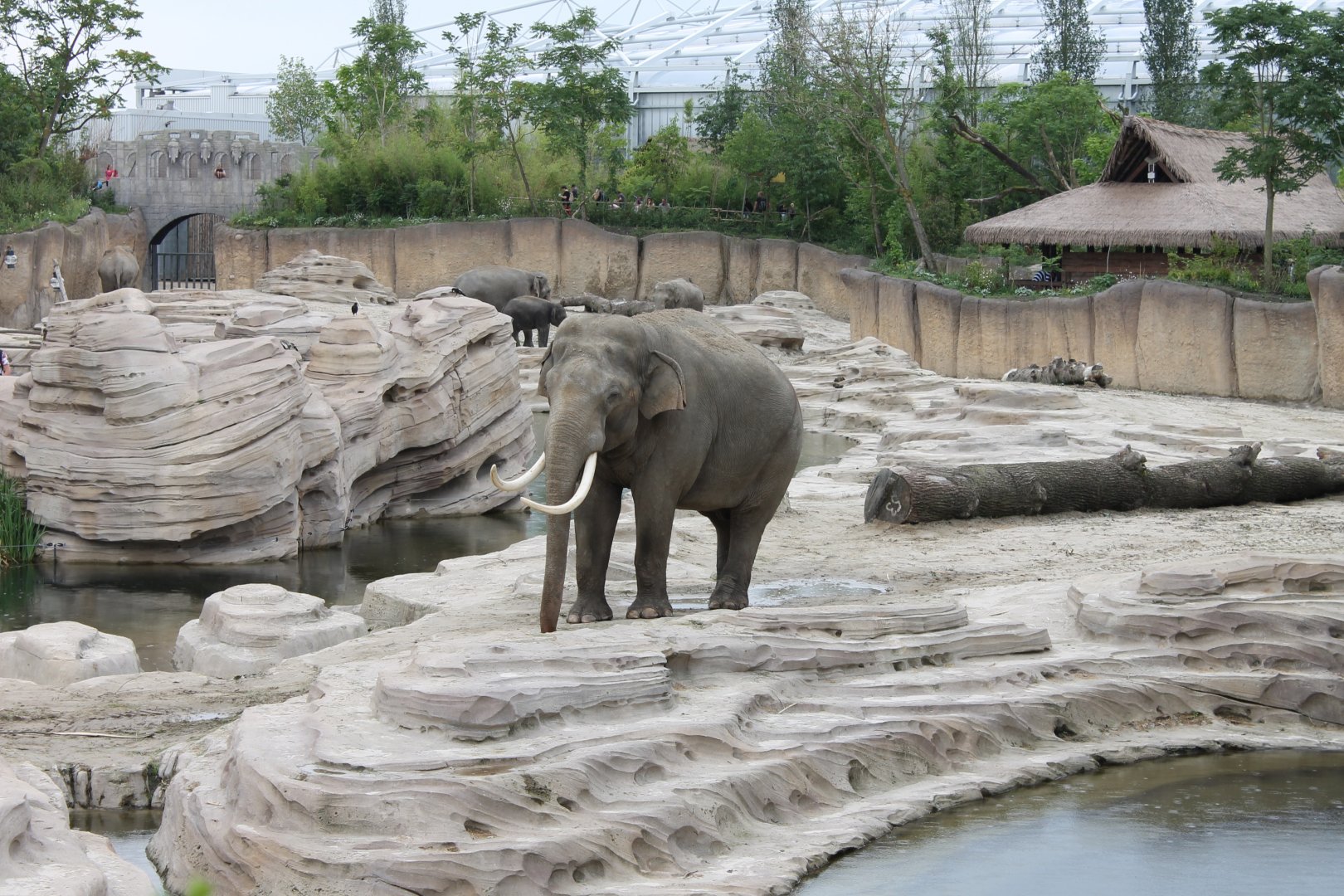 Jungola - Asian elephant