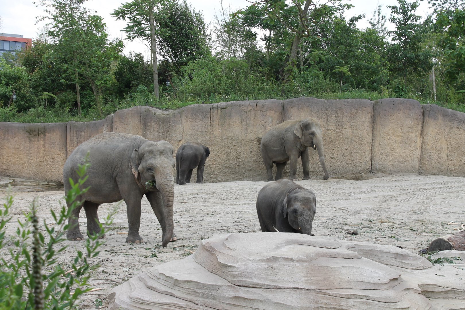 Jungola - Asian elephants