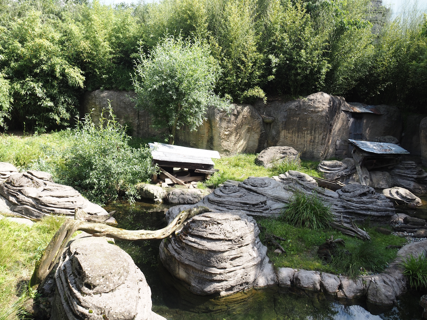 Jungola - Asian small-clawed otter exhibit, 2024-06-23