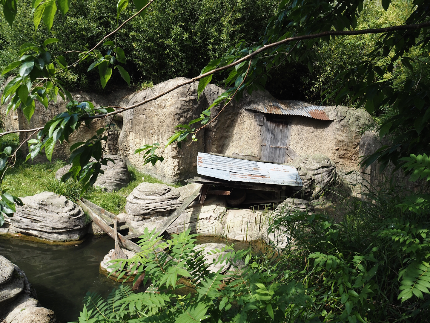 Jungola - Asian small-clawed otter exhibit, 2024-06-23