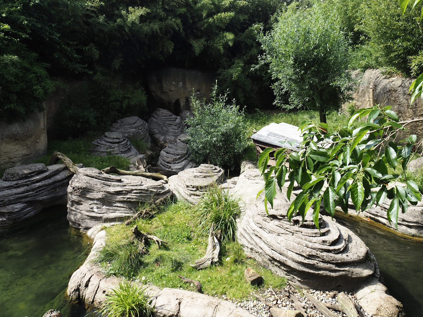 Jungola - Asian small-clawed otter exhibit, 2024-06-23