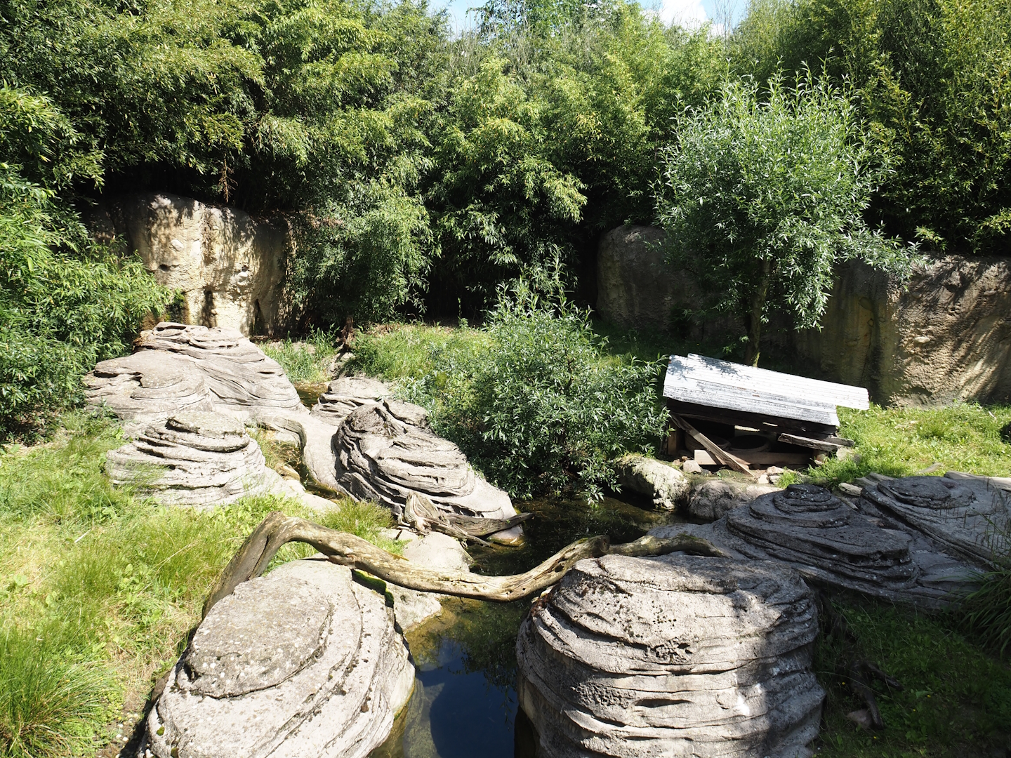 Jungola - Asian small-clawed otter exhibit, 2024-06-23