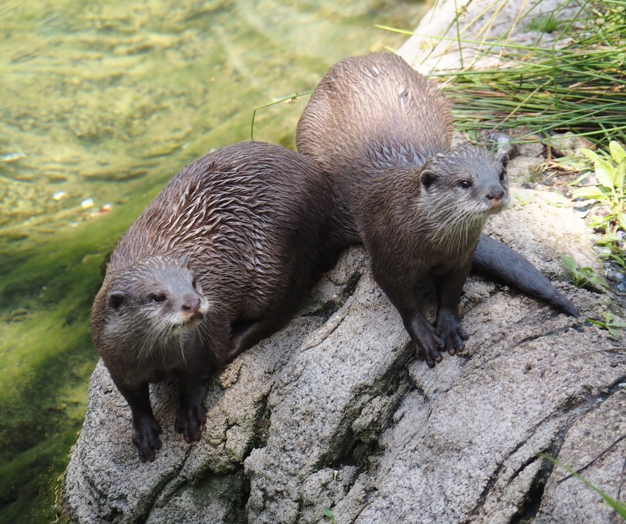 Jungola - Asian small-clawed otters (Aonyx cinerea), 2024-06-23