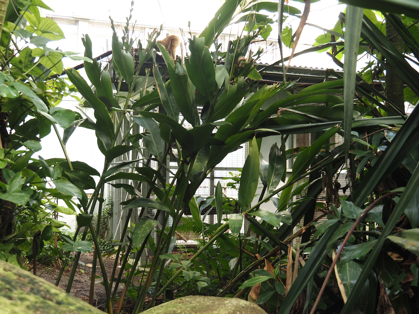 Jungola - Behind the scenes primate exhibits, 2024-06-23