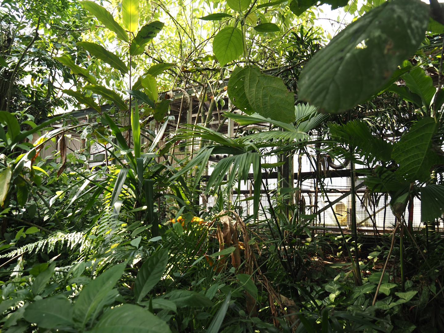 Jungola - Behind the scenes primate exhibits, 2024-06-23