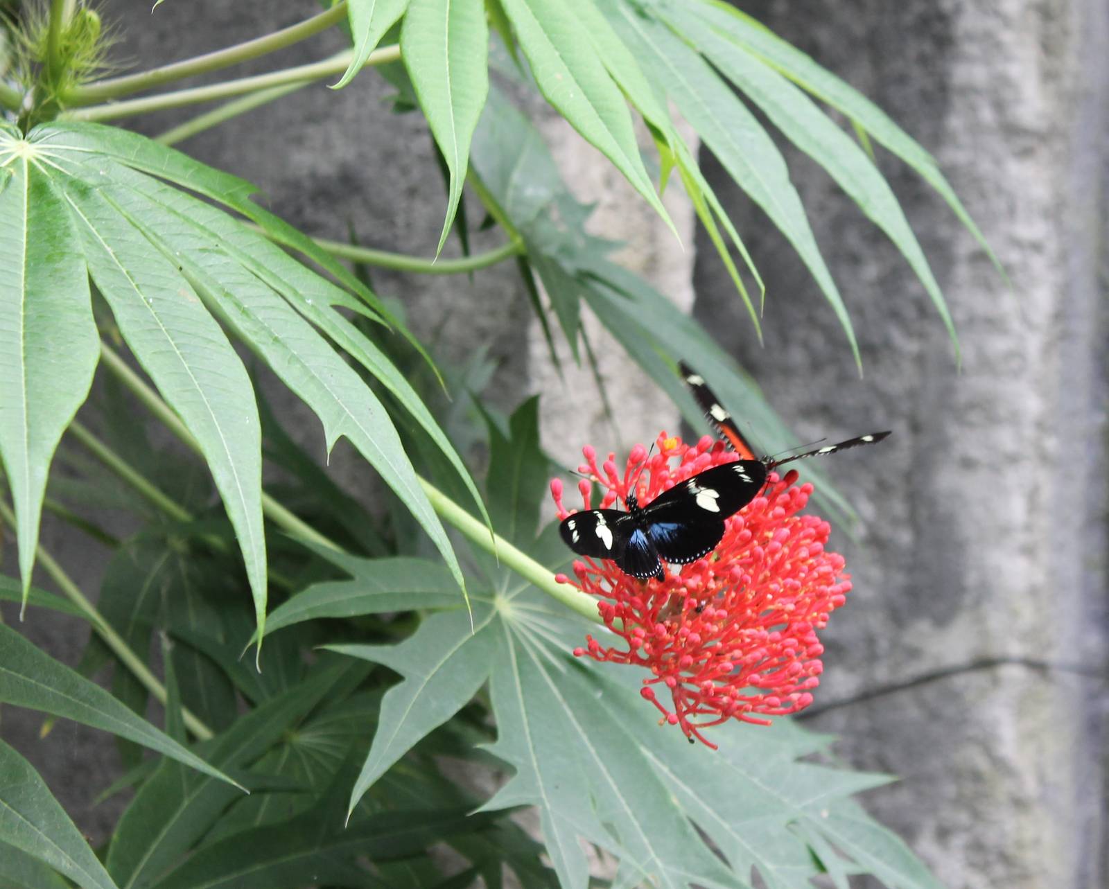 Jungola - Butterflies