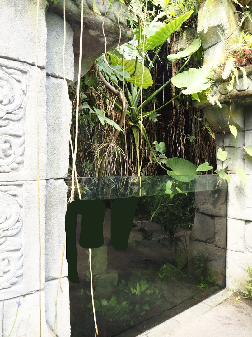 Jungola - Butterfly temple - Asian aquarium, 2024-06-23