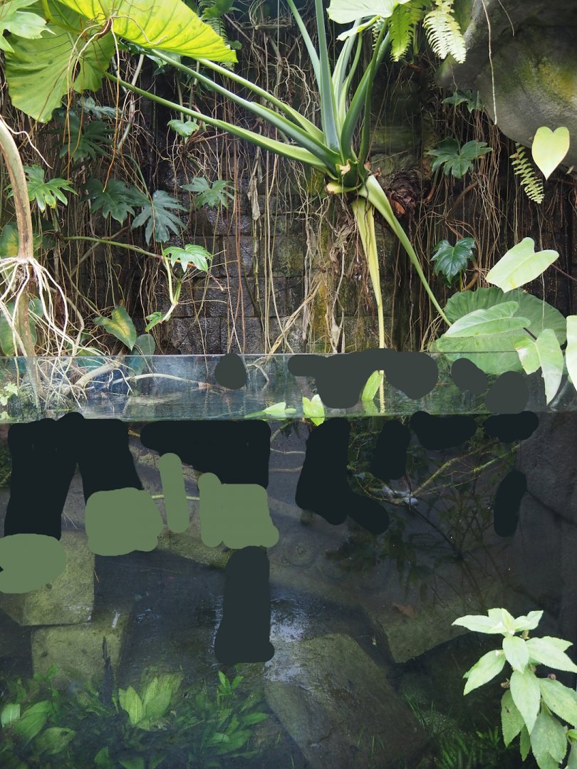 Jungola - Butterfly temple - Asian aquarium, 2024-06-23