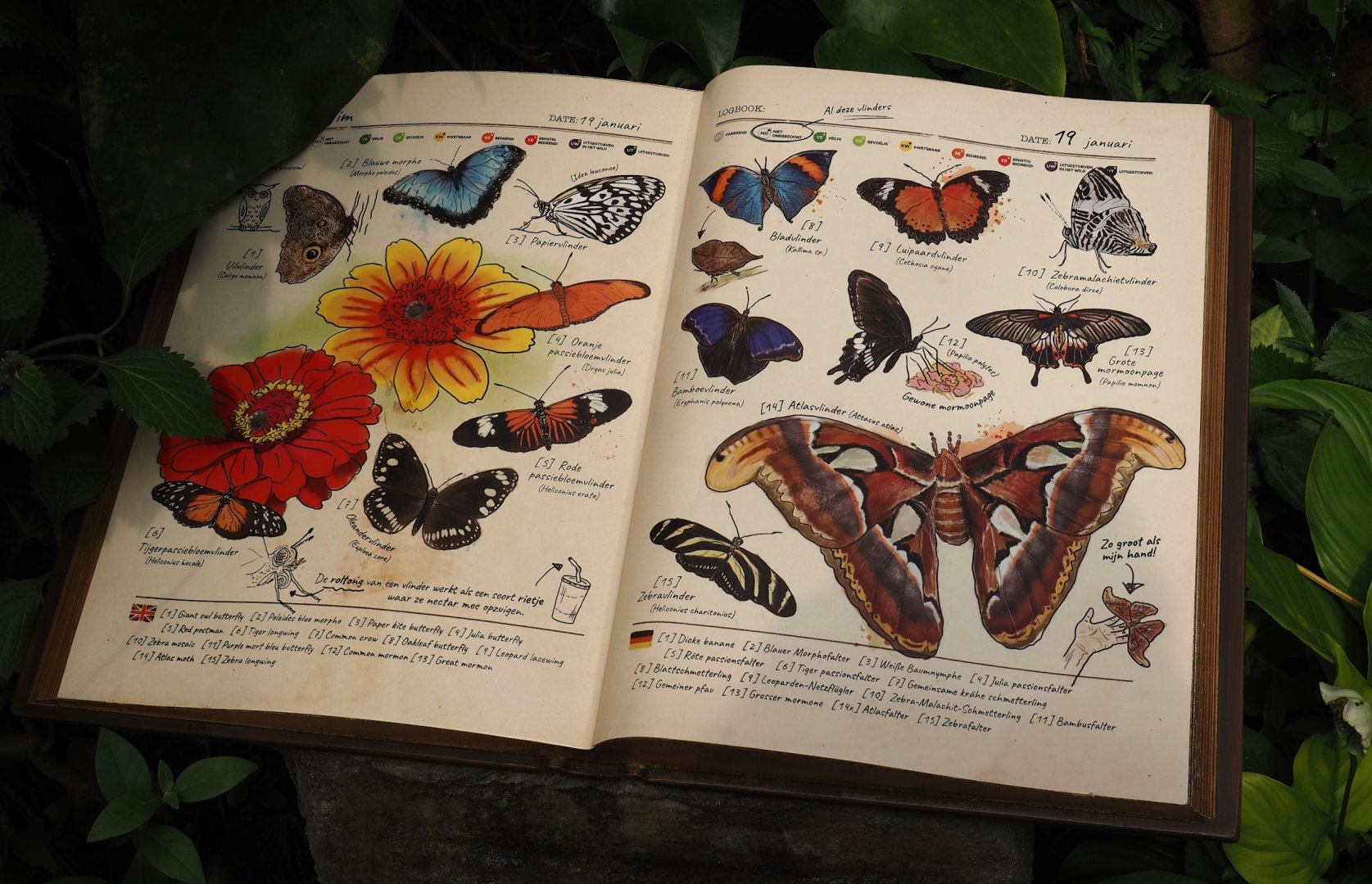 Jungola - Butterfly temple - Butterfly signage, 2024-06-23