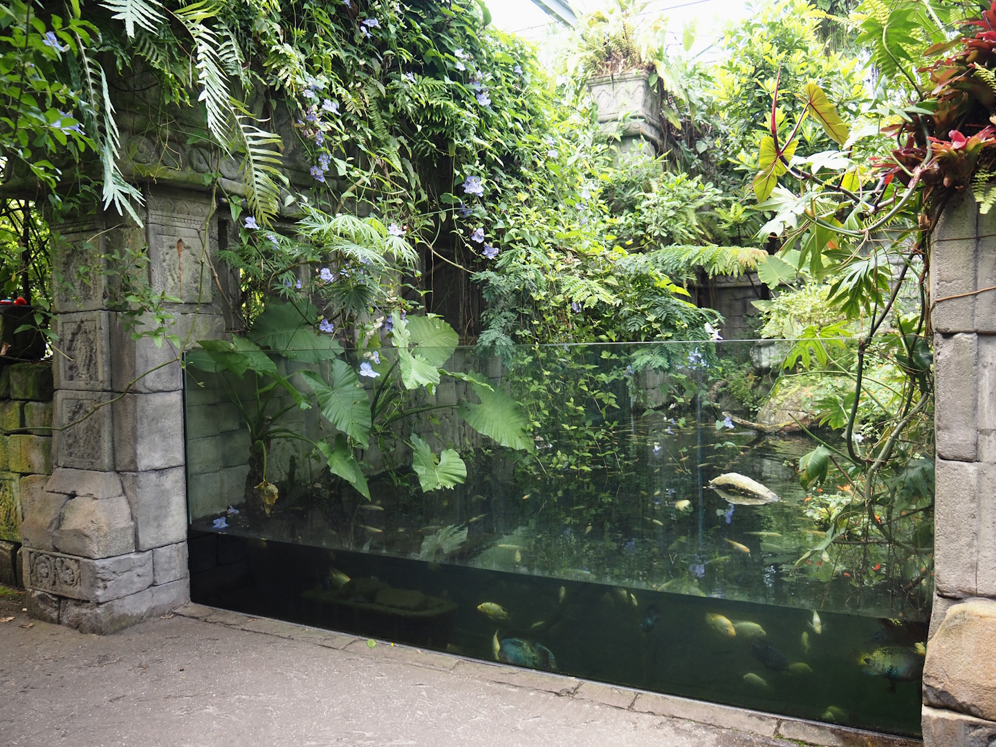 Jungola - Butterfly temple - Dwarf crocodile exhibit, 2024-06-23