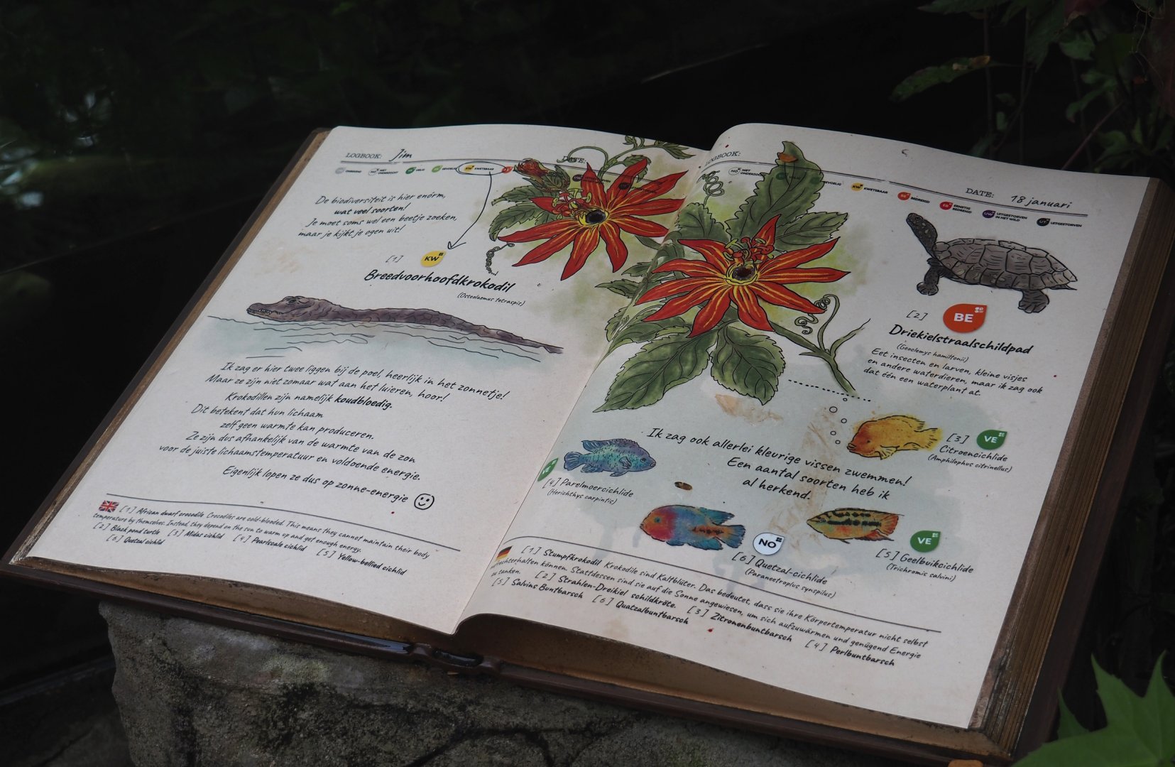 Jungola - Butterfly temple - Dwarf crocodile exhibit signage, 2024-06-23