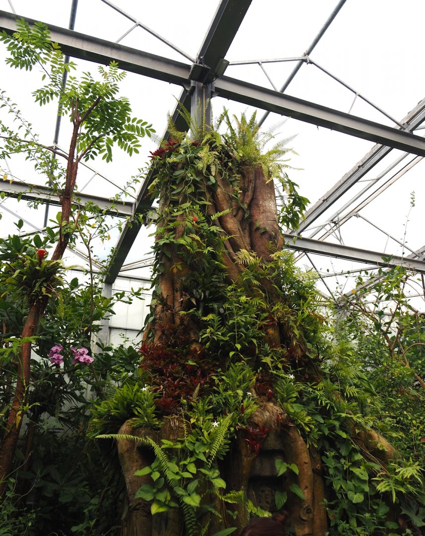 Jungola - Butterfly temple - Fake tree trunk with caterpillar terrarium, 2024-06-23