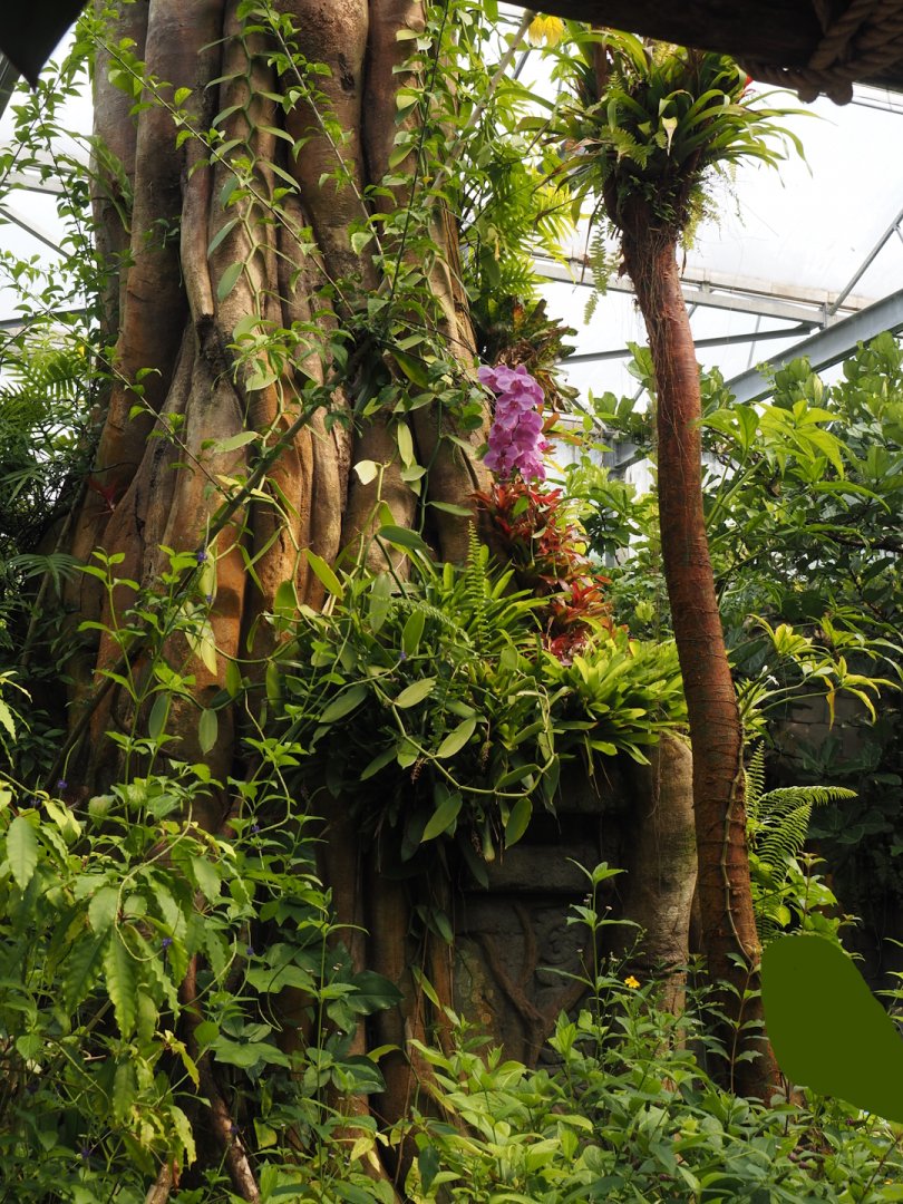 Jungola - Butterfly temple - Fake tree trunk with caterpillar terrarium, 2024-06-23