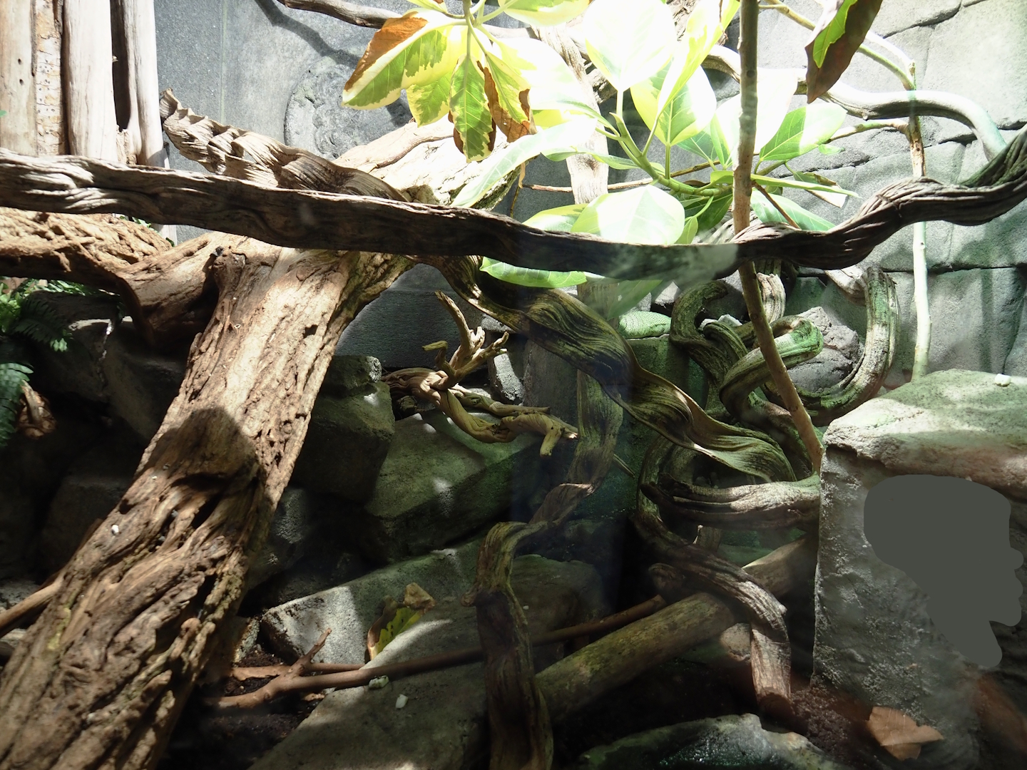 Jungola - Butterfly temple - Green tree monitor terrarium, 2024-06-23