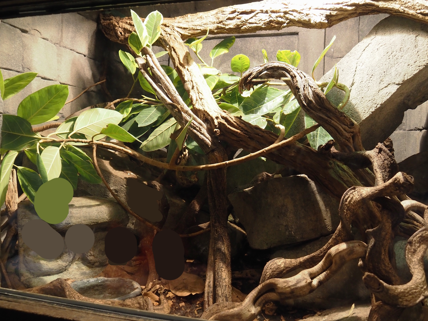 Jungola - Butterfly temple - Green tree monitor terrarium, 2024-06-23