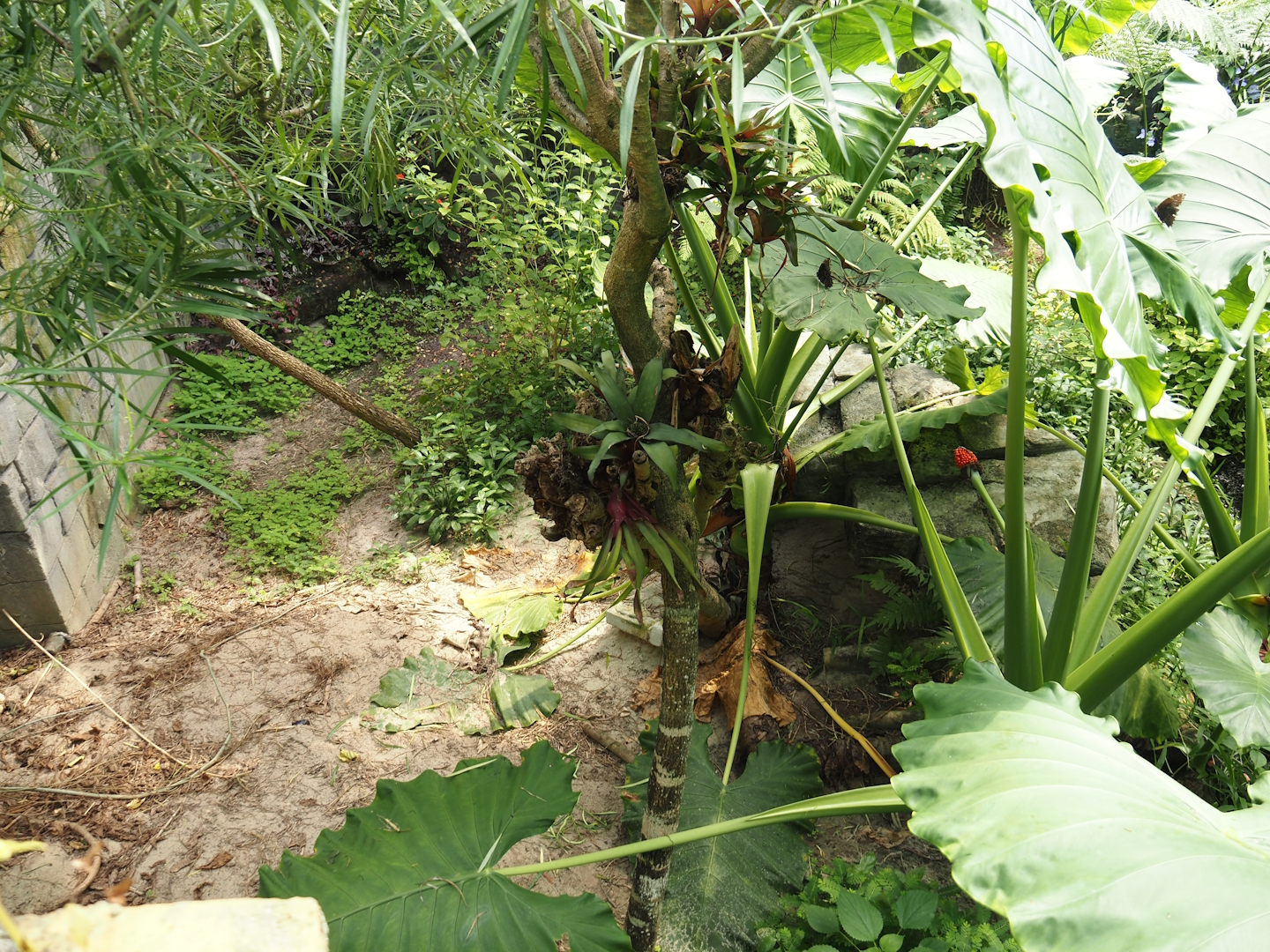 Jungola - Butterfly temple - Part of dwarf crocodile exhibit seen from adventure route, 2024-06-23