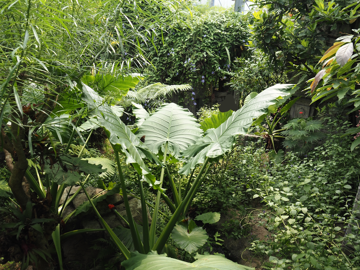 Jungola - Butterfly temple - Part of dwarf crocodile exhibit seen from adventure route, 2024-06-23