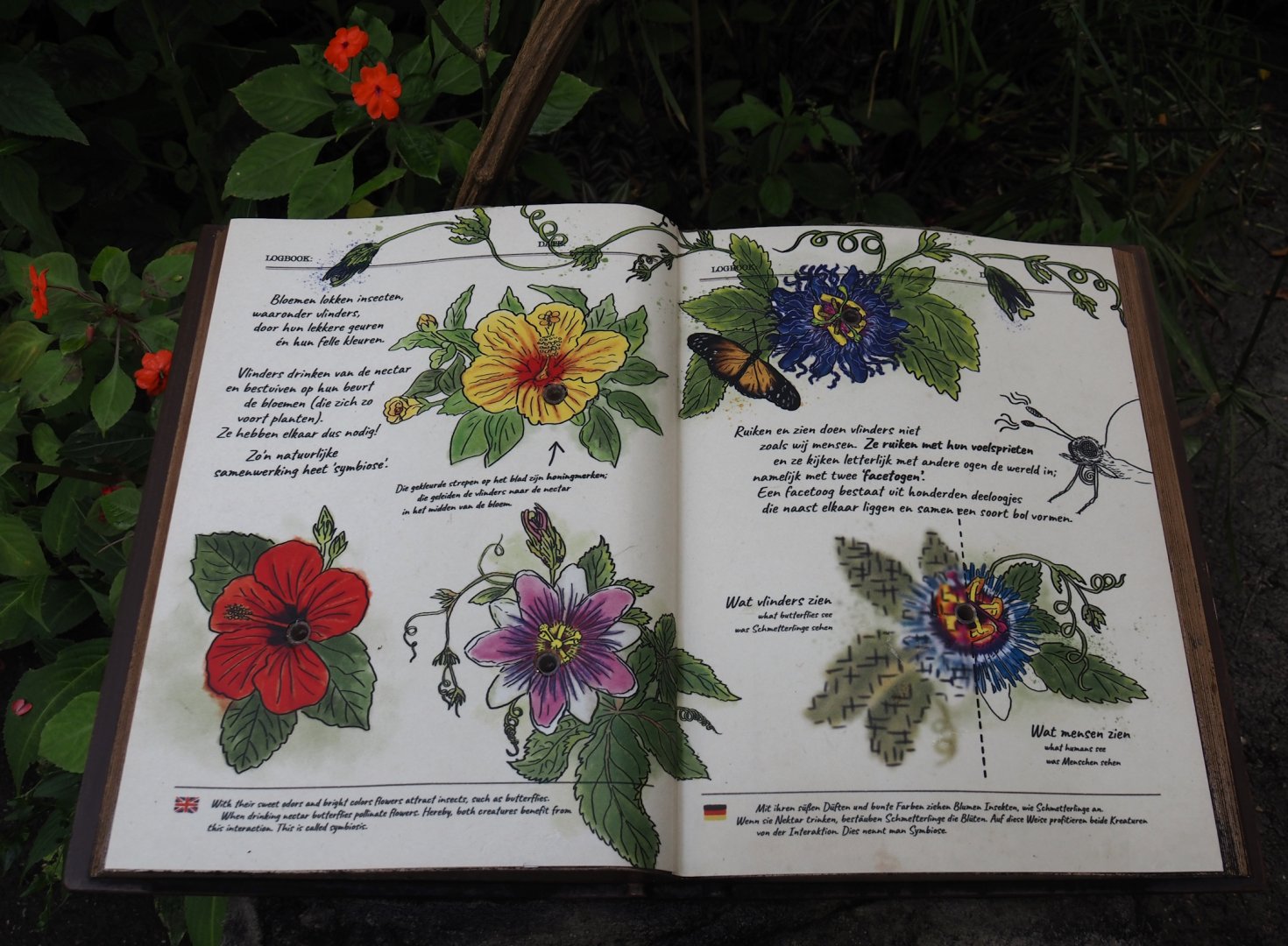 Jungola - Butterfly temple - Passiflora signage, 2024-06-23