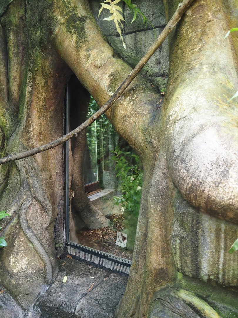 Jungola - Butterfly temple - Terrarium for Atlas moth caterpillars in fake tree trunk, 2024-06-23