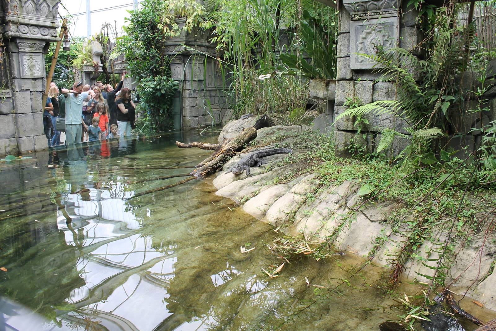 Jungola - Chinese alligator enclosure