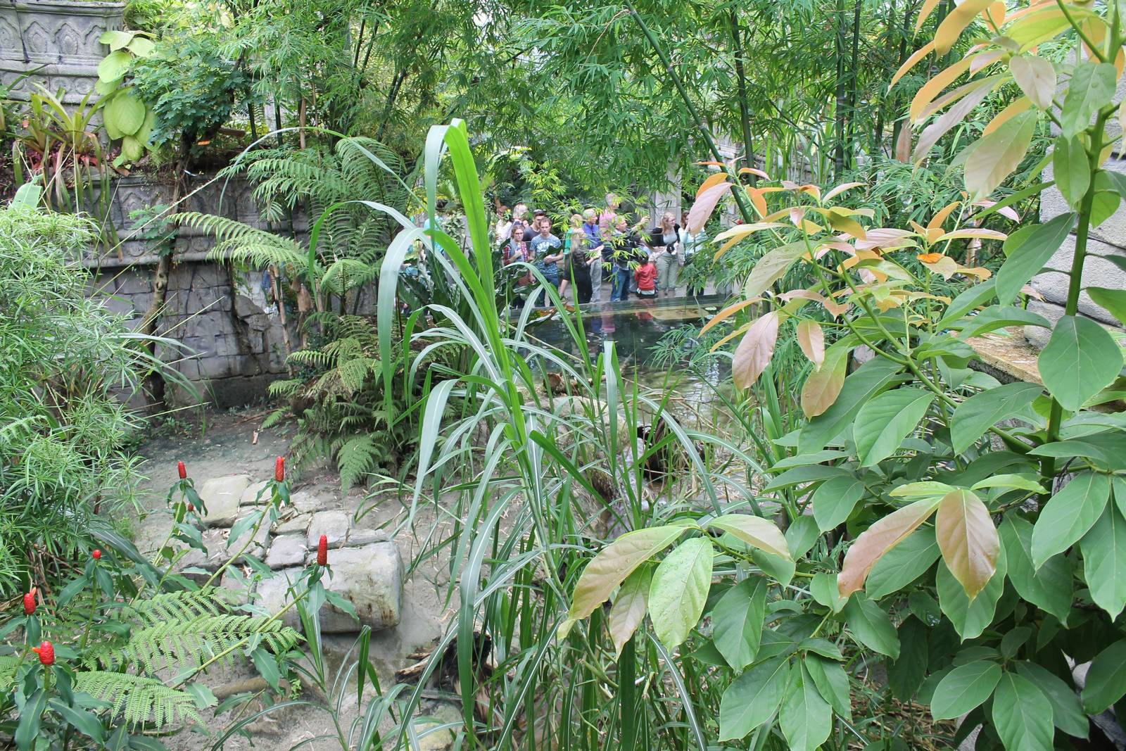 Jungola - Chinese alligator enclosure