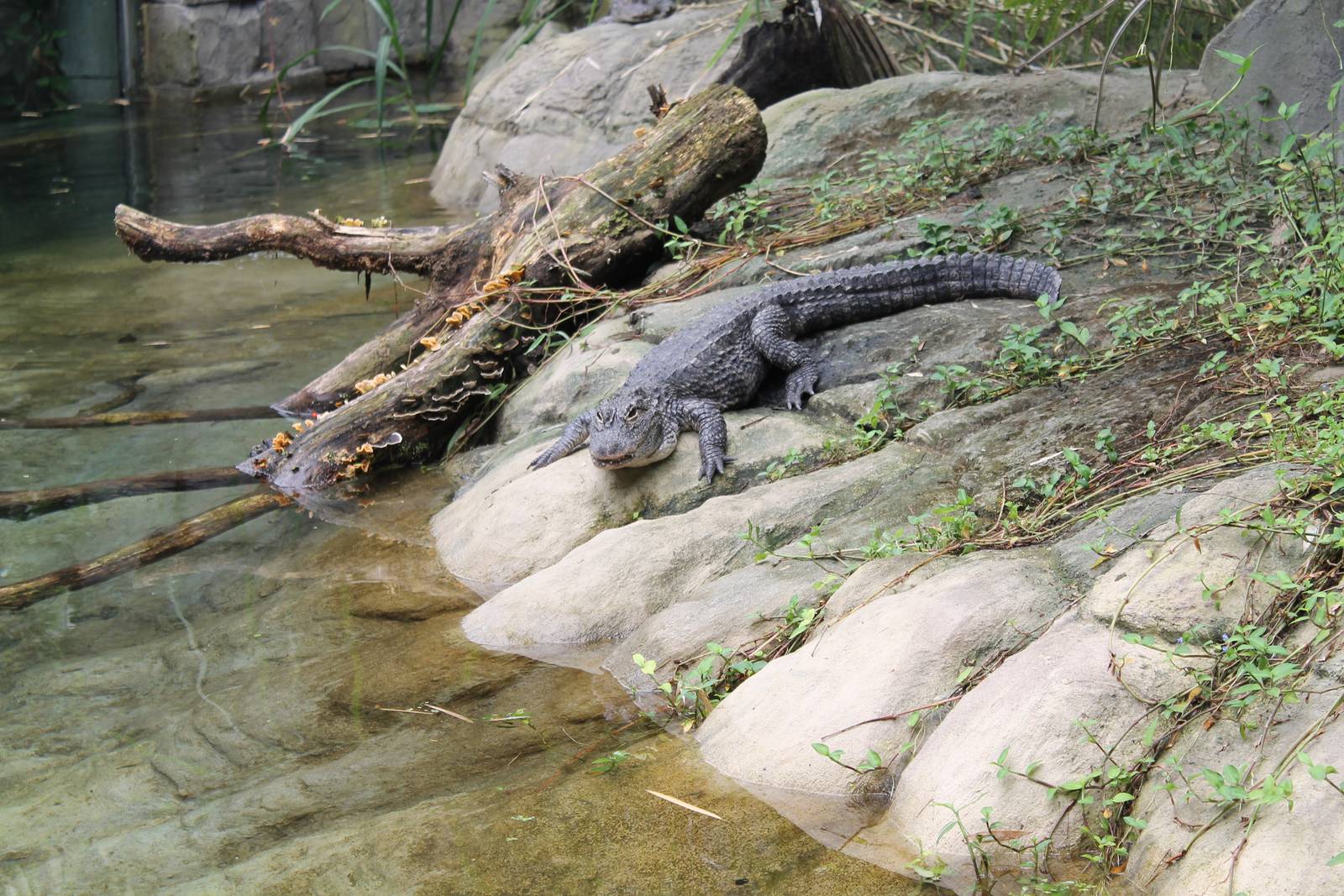 Jungola - Chinese alligator
