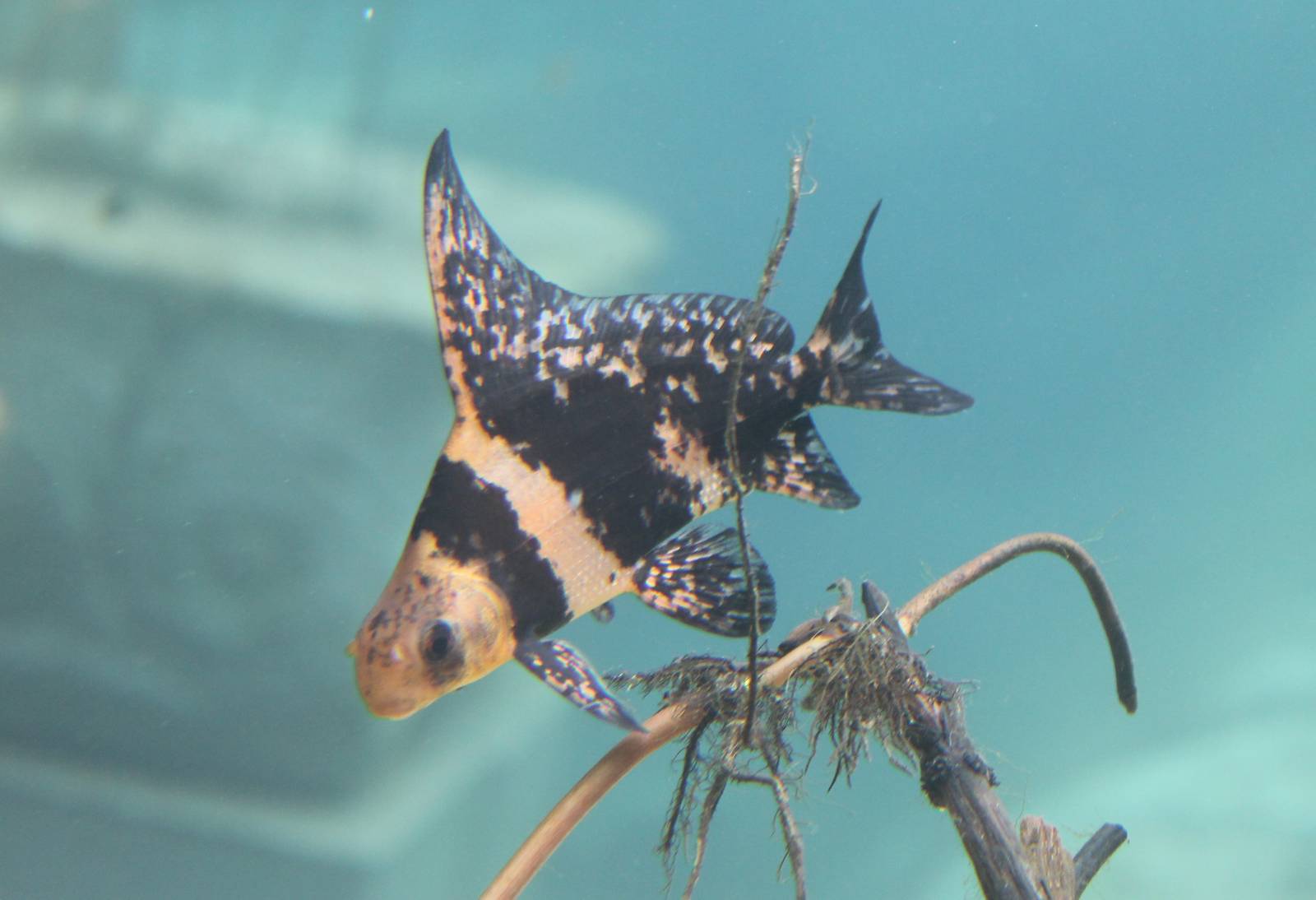 Jungola - Chinese highfin banded shark