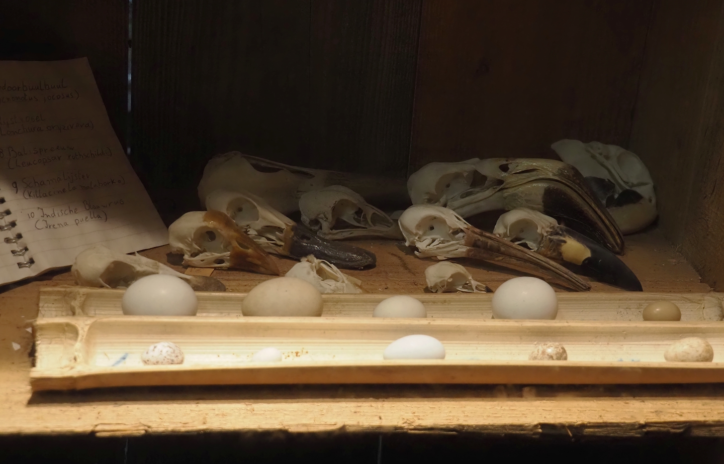 Jungola - Display of bird skulls in Rimbula greenhouse entrance area, 2024-06-23