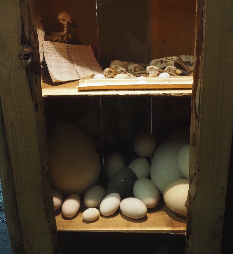 Jungola - Display of eggs and bird skulls in Rimbula greenhouse entrance area, 2024-06-23