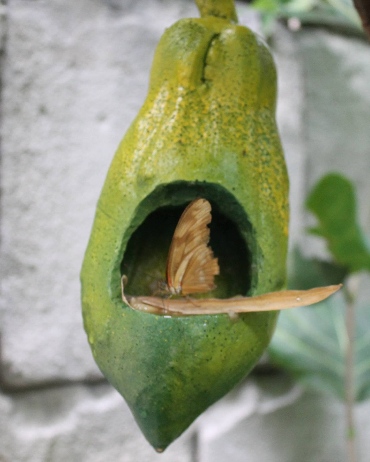 Jungola - Dryas julia