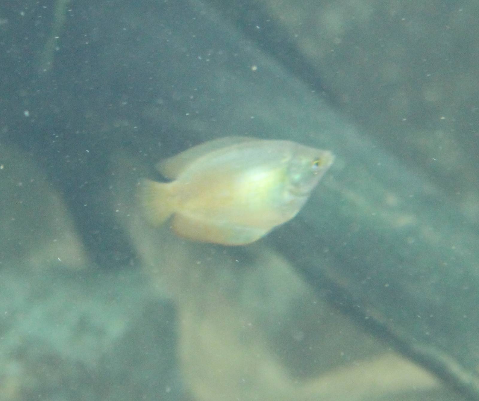 Jungola - Dwarf gourami