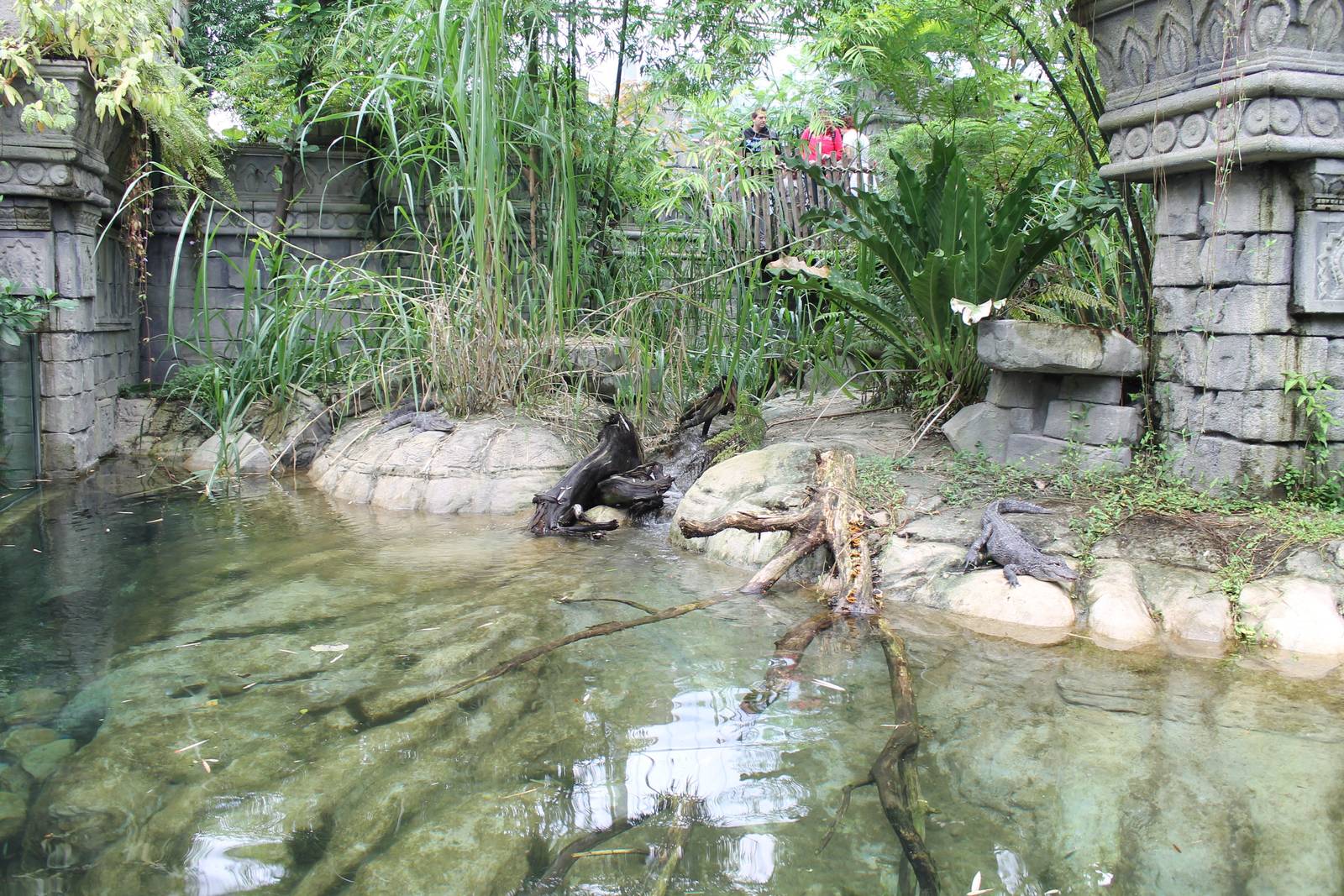 Jungola - Enclosure Chinese alligator