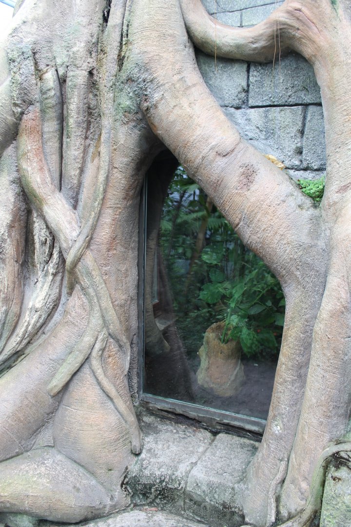 Jungola- Enclosure Flower beetle