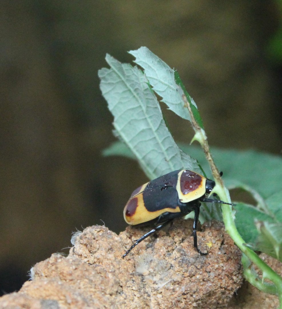 Jungola -Flower beetle