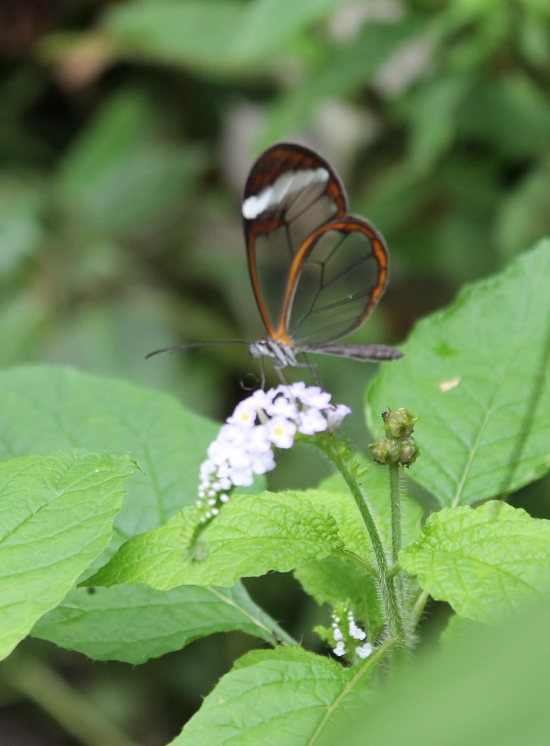 Jungola -Glas-winged butterfly
