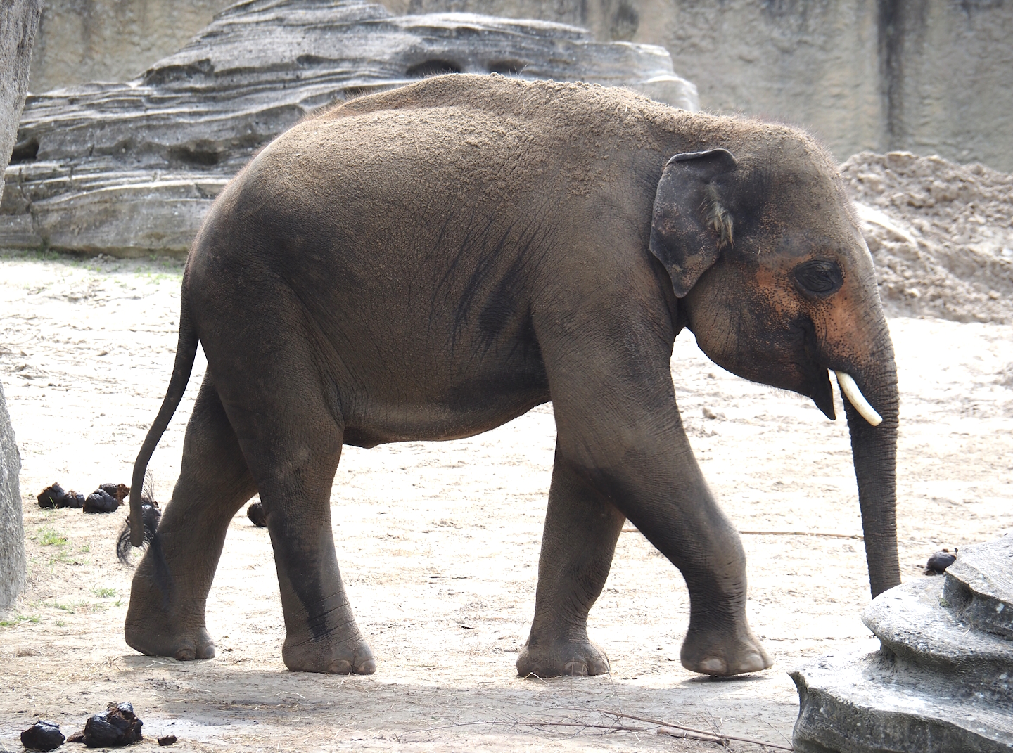 Jungola - Juvenile Asian elephant (Elephas maximus), 2024-06-23
