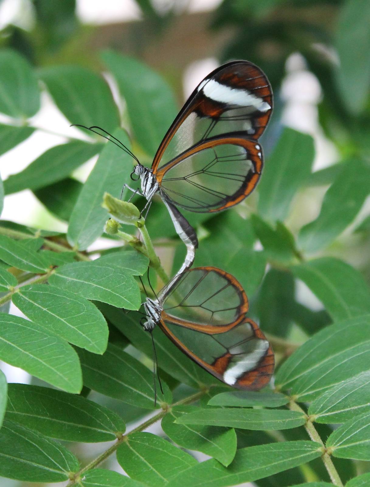Jungola - Mating Glas-winged butterflies