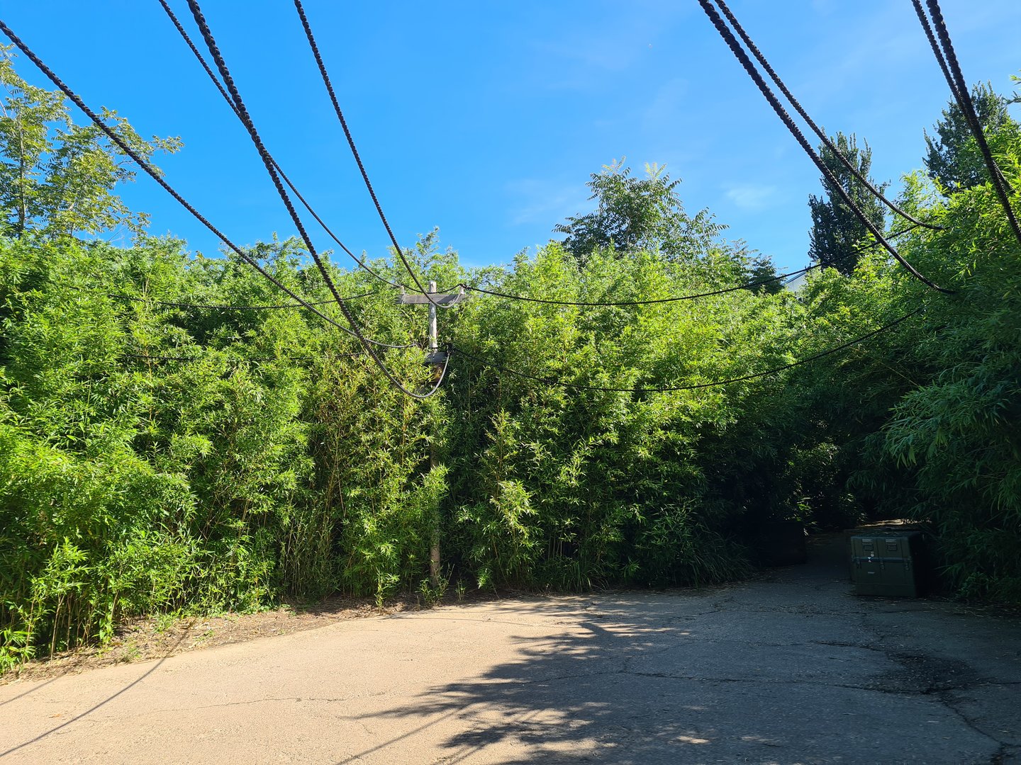 Jungola - Monkey market (free-roaming squirrel monkey area)